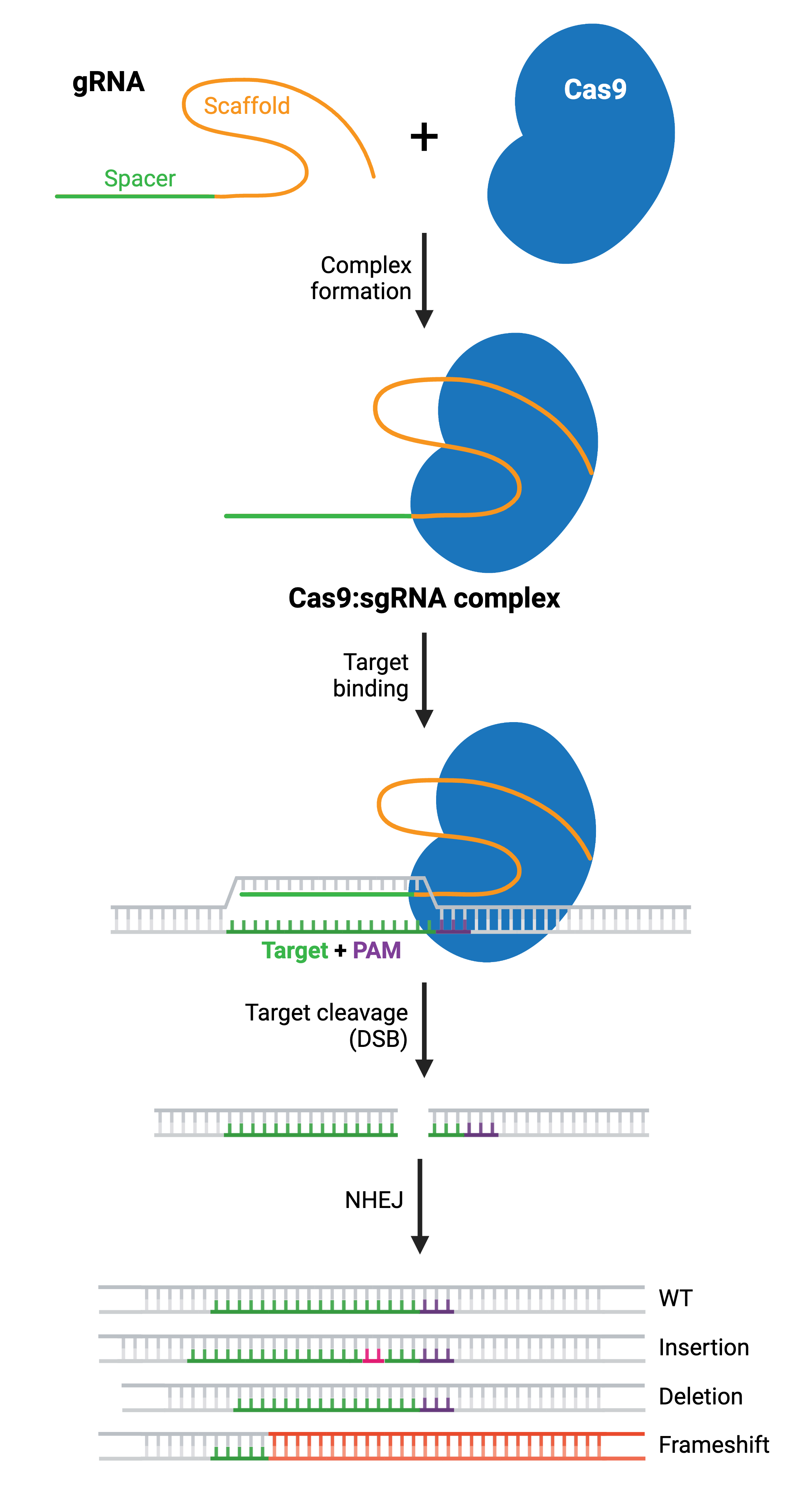 Schematic depicting the NHEJ repair pathway to generate a CRISPR knockout. Image shows complex formation of the gRNA and Cas9, target binding, DSB formation (target cleavage), and DNA repair. Repair of the break by NHEJ joins the ends together with minimal processing and results in insertions, deletions, or frameshift mutations which can lead to the loss of gene functionality.