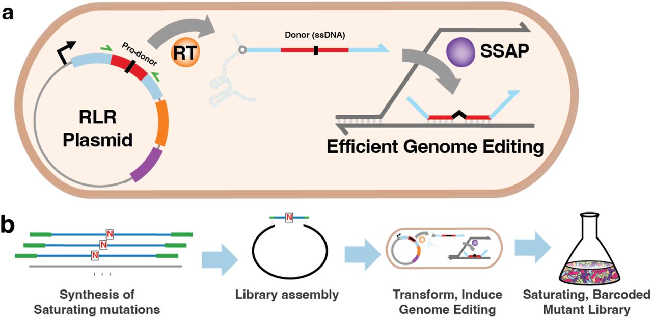 Panel A shows a bacterium containing the RLR backbone. This is reverse transcribed into the donor single-stranded DNA containing the SNP and pro-donor sequence, and anneals to the genome utilizing homology regions, where it can introduce the SNPs to the genome with efficient genome editing. Panel B shows the library creation, from the synthesis of saturating mutations described in panel A, followed by library assembly, transformation and induction of genome editing, and ending with the saturating, barcoded mutant library.