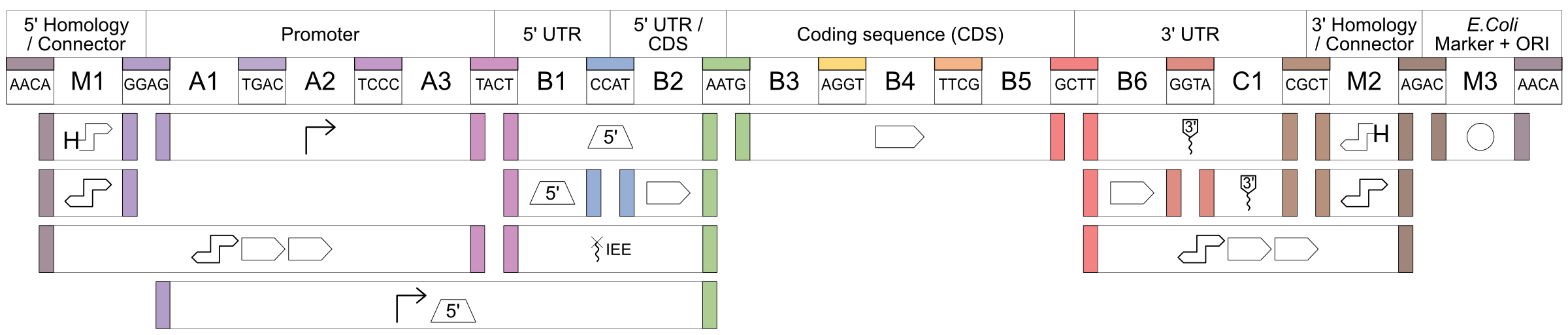From 5 prime to 3 prime the system components are 5 prime Homology/Connector (AACA 5 prime to 3 prime overhang, M1, GGAG), Promoter (A1, TGAC, A2, TCCC, A3, TACT), 5 prime UTR (B1, CCAT), 5 prime UTR/CDS (B2, AATG), Coding sequence (CDS) (B3, AGGT, B4, TTCG, B5, GCTT), 3 prime UTR (B6, GGTA, C1, CGCT), 3 prime Homology/Connector (M2, AGAC), and E. coli Marker + ORI (M3, AACA). With the overhangs spanning each component.