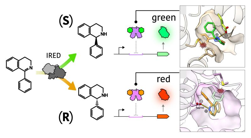 Schematic showing a cartoon of the IRED enzyme and molecular structure of the substrate, with arrows leading to the S or R amine product with stereochemistry of the central bond indicated. Next to each product, a cartoon shows the biosensor binding to one enantiomer and releasing from the DNA, enabling expression of the green or red reporter gene. Closeup illustrations of each biosensor's binding pocket show the protein surface and ribbon diagram with two overlaid enantiomer molecular stick models, one of which fits in the pocket while the other clashes with the protein.