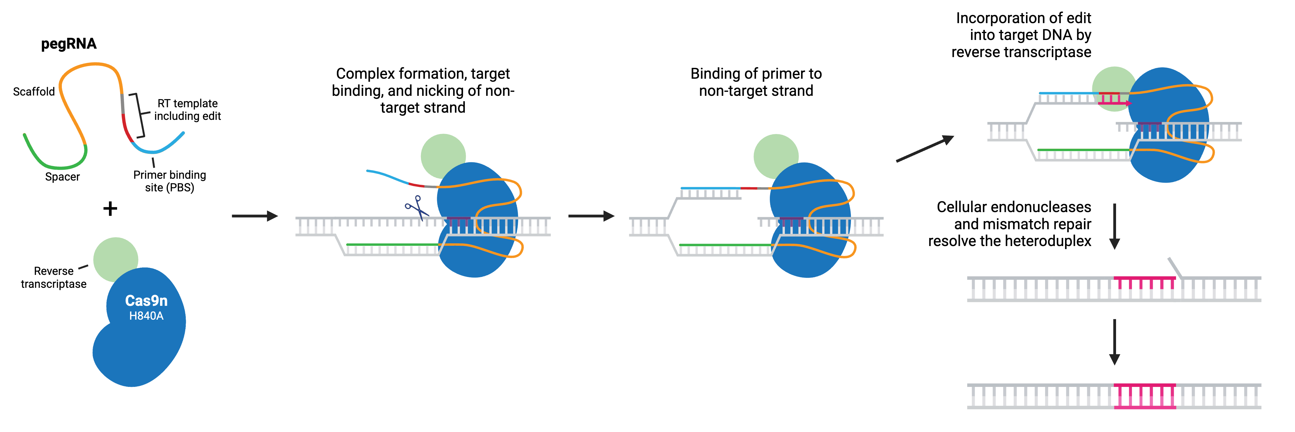 CRISPR prime editing schematic. The parts of the prime editor and pegRNA are indicated. The prime editor consists of a Cas9n H840A nickase fused to a reverse transcriptase (RT), while the pegRNA includes spacer, scaffold, RT template, and primer binding site (PBS) sequences. The desired edit is part of the RT template. In the first step, these components form a complex, bind target DNA, and nick the Cas9 non-target strand. Next, the primer sequence binds the freed non-target strand, and the RT extends it using the RT template, incorporating the edit into target DNA. Finally, the DNA is freed from the prime editing complex, and cellular endonucleases and mismatch repair resolve the heteroduplex.