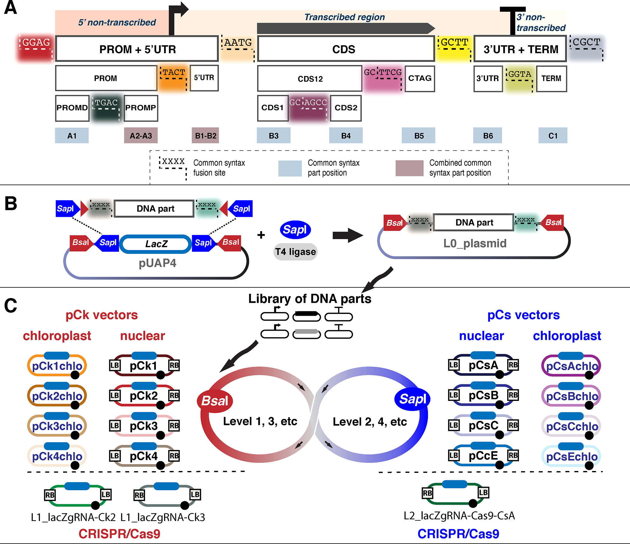 Panel A depicts the layout of DNA part positions and fusion sites (described in the figure caption). The DNA parts are labeled according to the Phytobrick common syntax (A1 to A3, B1 to B6, and C1). From left to right, the fusion sites and DNA parts are: GGAG, distal promoter (A1), TGAC, proximal promoter (A2–A3), TACT, 5’ UTR (B1–B2), AATG, CDS1 (B3), GCAGCC, CDS2 (B4), GCTTCG, CTAG (B5), GCTT, 3’ UTR (B6), GGTA, terminator (C1), CGCT. Panel B depicts pUAP4, containing a LacZ coding region flanked by SapI and BsaI cut sites. Above the plasmid is a DNA part, flanked by parts fusion sites and SapI sites. Using SapI and T4 ligase, the DNA part is placed in pUAP4, creating a level 0 plasmid. The BsaI sites can then be used to assemble transcriptional units (level 1 plasmids). Panel C depicts the pCk and pCs vectors for nuclear and chloroplast applications, along with the Ck and Cs plasmids for CRISPR/Cas9. All plasmids contain the black circles for pSa origin and blue rounded rectangles for lacZa cassette. Only the pCk, pCs, and CRISPR plasmids (not chloroplast plasmids) contain left and right border repeats.