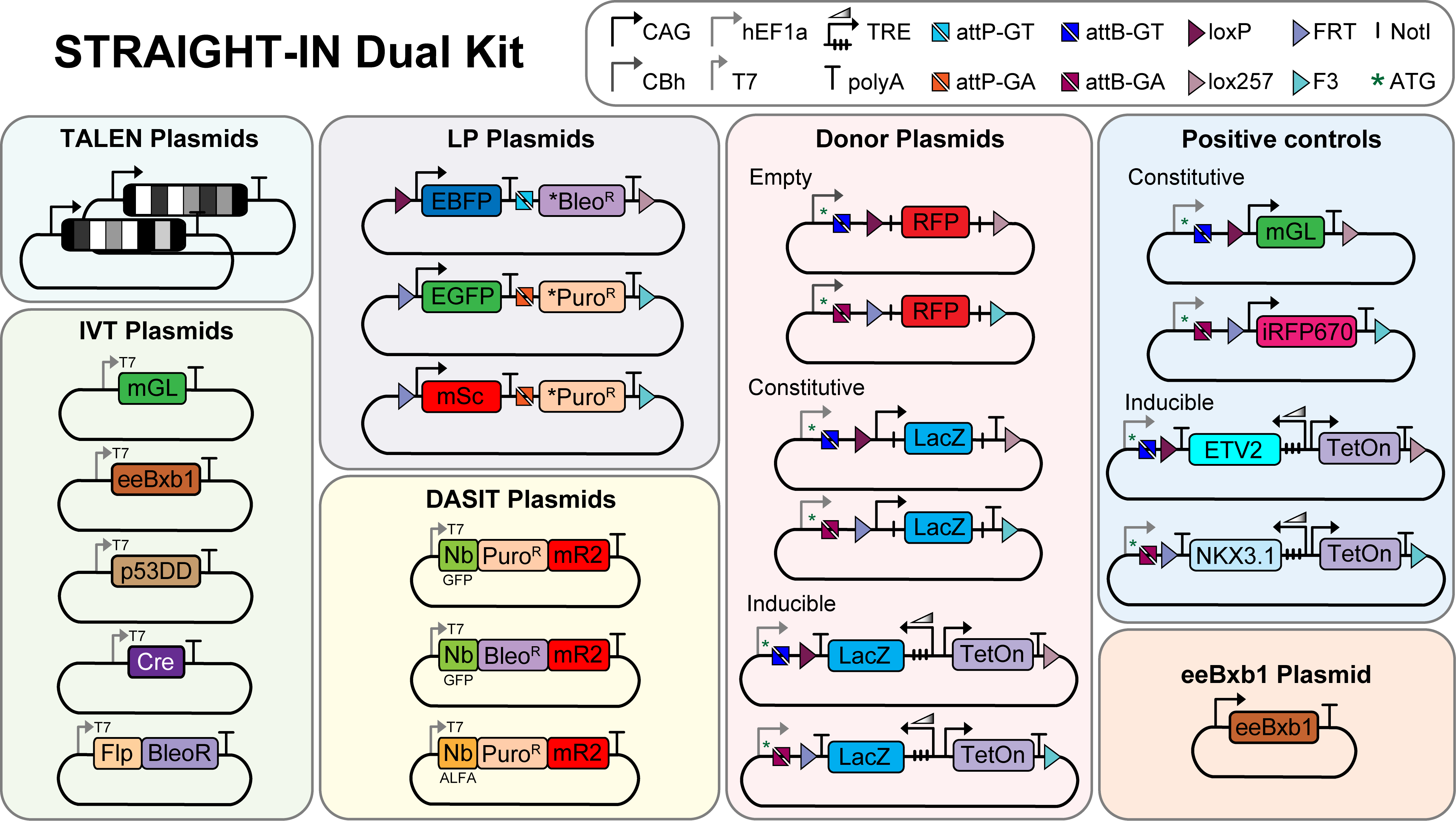Schematics of the plasmids included in the kit. Plasmids are grouped in the following categories: TALEN plasmids, IVT plasmids, LP plasmids, DASIT plasmids, Donor plasmids, positive controls, and the eeBxb1 plasmid. The TALEN plasmids are driven by CAG promoters and include polyA. The IVT plasmids are driven by T7 promoters and include mGL, eeBxb1, p53DD, Cre, and Flp-BleoR sequences followed by polyA. The LP plasmids include three plasmids with the following inserts: loxP-CAG-EBFP-polyA-attP-GT-BleoR-polyA-lox257, FRT-CAG-EGFP-polyA-attP-GA-PuroR-polyA-F3, and FRT-CAG-mSc-polyA-attP-GA-PuroR-polyA-F3. The DASIT plasmids include three plasmids with the following inserts: T7-NbGFP-PuroR-mR2-polyA, T7-NbGFP-BleoR-mR2-polyA, and T7-NbALFA-PuroR-mR2-polyA. Donor plasmids are sorted into empty, constitutive, and inducible. Empty donor plasmids include two plasmids with the following sequences: CBh-ATG-attB-GT-loxP-NotI-RFP-NotI-lox257 and CBh-ATG-attB-GA-FRT-NotI-RFP-NotI-F3. Constitutive donor plasmids include two plasmids with the following sequences: hEF1a-ATG-attB-GT-loxP-CAG-NotI-LacZ-NotI-polyA-lox257 and hEF1a-ATG-attB-GA-FRT-CAG-NotI-LacZ-NotI-polyA-F3. Inducible donor plasmids include two plasmids with the following sequences: hEF1a-ATG-attB-GT-loxP-polyA-NotI-LacZ-NotI-TRE-CAG-TetOn-polyA-lox257 and hEF1a-ATG-attB-GA-FRT-polyA-NotI-LacZ-NotI-TRE-CAG-TetOn-polyA-F3. Positive control plasmids include constitutive and inducible plasmids. Constitutive positive control plasmids include two plasmids with the following sequences: hEF1a-ATG-attB-GT-loxP-CAG-mGL-polyA-lox257 and hEF1a-ATG-attB-GA-FRT-CAG-iRFP670-polyA-F3. Inducible positive control plasmids include two plasmids with the following sequences: hEF1a-ATG-attB-GT-loxP-polyA-ETV2-TRE-CAG-TetOn-polyA-lox257 and hEF1a-ATG-attB-GA-FRT-polyA-NKX3.1-TRE-CAG-TetOn-polyA-F3. The final eeBxb1 plasmid contains a CAG promoter, the eeBxb1, and polyA.