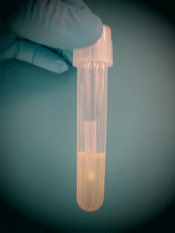 A plastic tube containing about 2 milliliters of LB and a pipette tip. LB is slightly cloudy.
