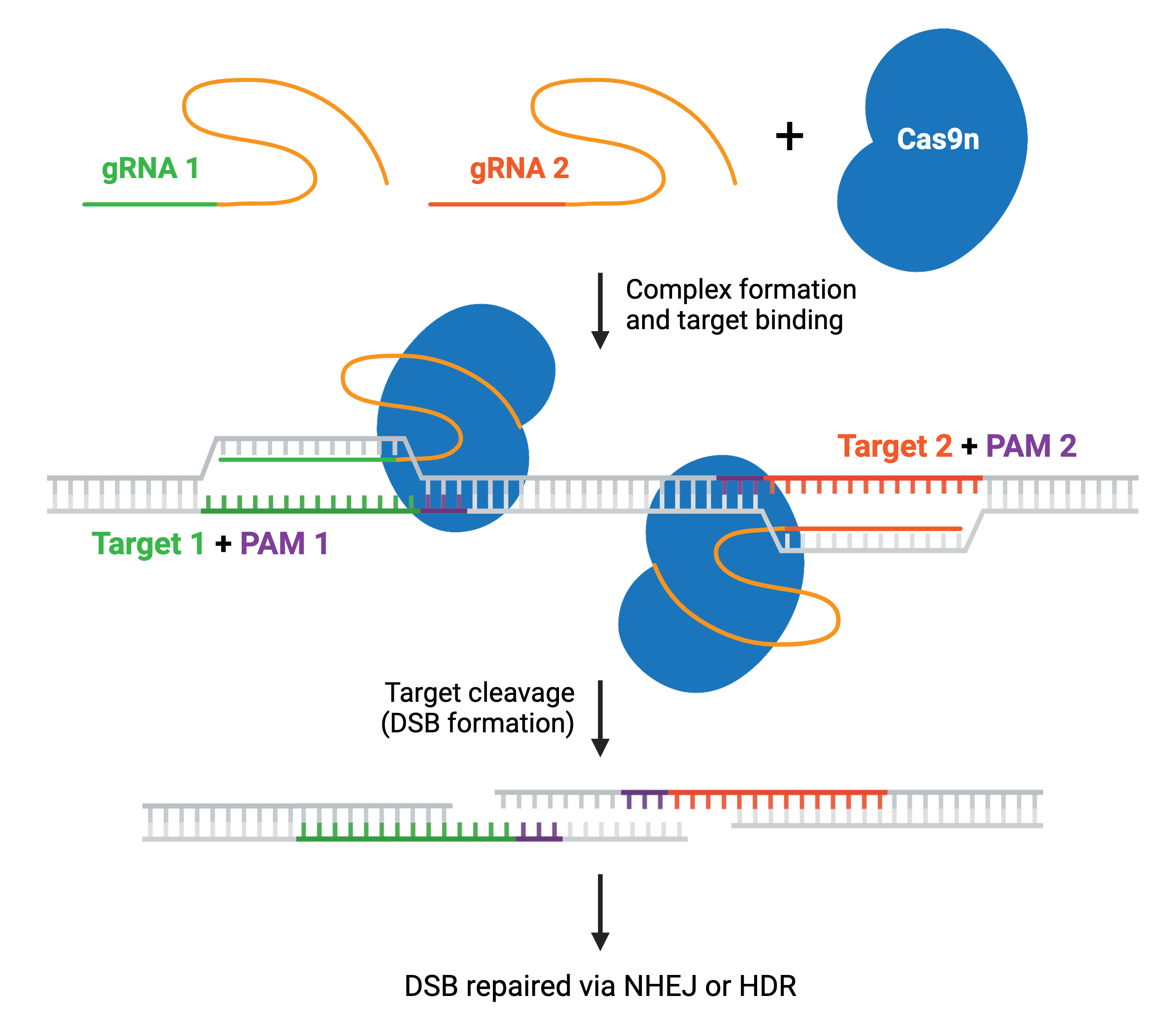 A schematic of Cas9n used to create DSB. gRNA and gRNA2 are added to Cas9n. An arrow indicates complex formation and target binding. Two Cas9n and gRNAs are bound to a length of double-stranded DNA, one to Target 1 and PAM 1, one to Target 2 and PAM 2, which is ~12 bases away from PAM 1. An arrow indicates Target cleavage and DSB formation. The double-stranded DNA, no longer bound by Cas9n complexes, shows three bases missing on the 5' strand on Target 1, next to the PAM 1 site, and 3 bases missing on the 3' strand on Target 2, next to the PAM 2 site. An arrow indicates DSB repaired via NHEJ or HDR.