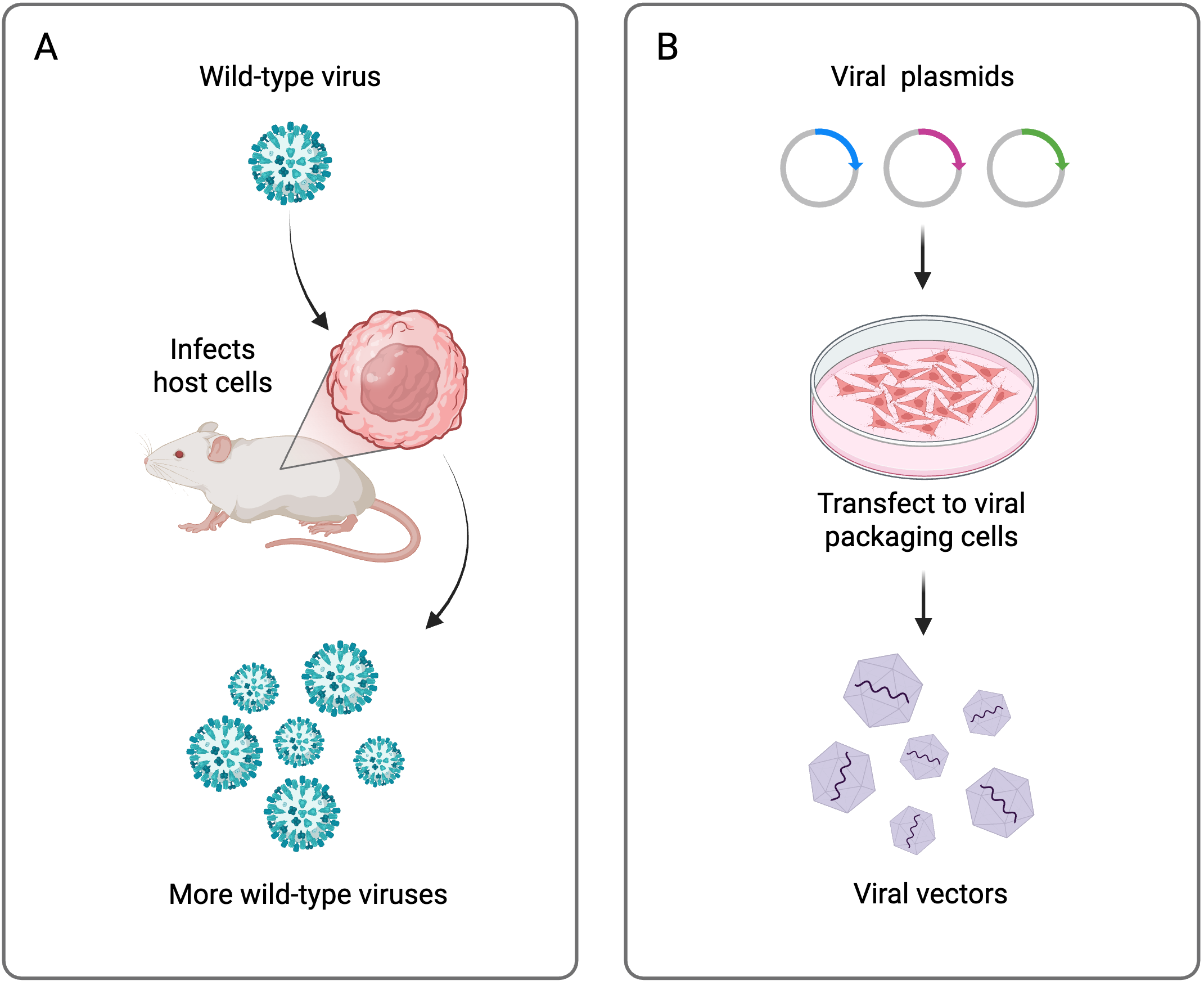 Figure shows two panels. In the first panel a wild-type virus is shown infecting the cell of a rodent, which as a result, produces many copies of the same wild-type virus. In the second panel, three viral plasmids are transfected into an in vitro culture of packaging cells, which as a result, produces many copies of a viral vector.