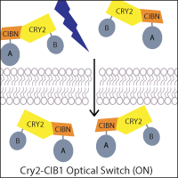 Cartoon of Cry2-CIB1 Optical switch in the ON state. Under blue illumination, CIBN (fused to protein A) binds to CRY2 (fused to protein B), and CIBN-A is now able to translocate across the membrane along with CRY2-B.
