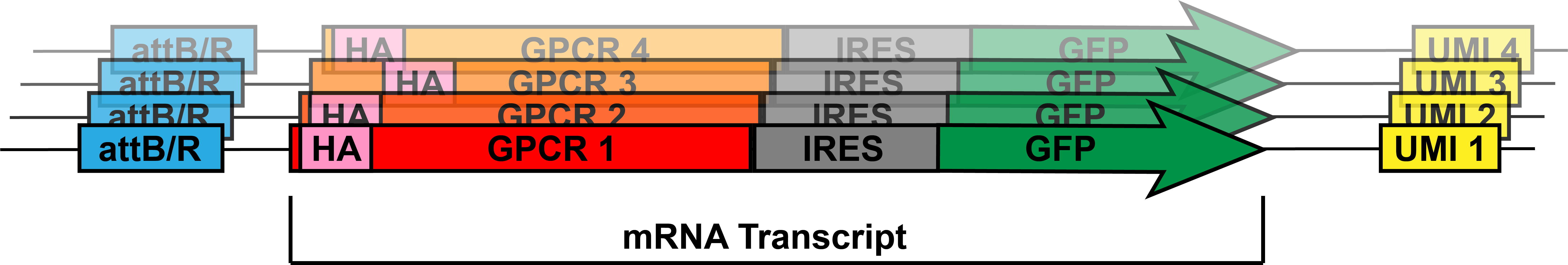 Linear representations of four DNA sequences, each containing a 5’ attB/R site and a 3’ unique molecular identifier (UMI). Between these two elements, each sequence contains an mRNA transcript that is composed of an unique HA-tagged GPCR, an IRES, and GFP.