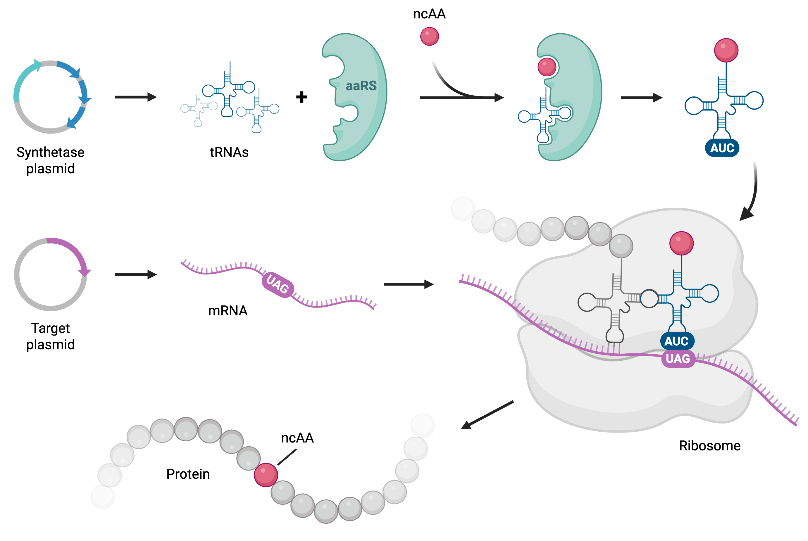 Figure shows 2 plasmids, a synthetase plasmid and target plasmid. The synthetase plasmid depicts expression of 4 genes, an aminoacyl-tRNA synthetase (aaRS) protein and 3 genes that encode tRNAs. The aaRS loads a non-canonical amino acid (ncAA) to a tRNA, shown with an AUC anticodon. The target plasmid contains one gene that when transcribed to mRNA contains a UAG codon in it. During translation, the ribosome reads the UAG codon and binds the AUC anticodon carrying the ncAA, which incorporates the ncAA in the protein chain. 