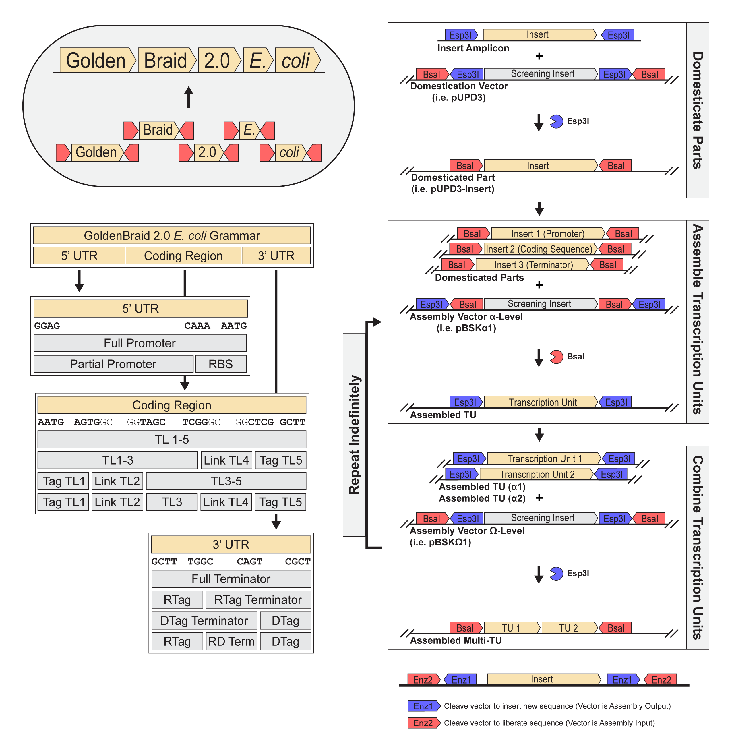 Schematic overview of the GoldenBraid 2.0 E. coli modular cloning toolkit. The figure illustrates the system's hierarchical assembly logic across three stages. A conceptual diagram shows how individual genetic parts (Golden, Braid, 2.0, E., coli), each flanked by red directional arrows representing Type IIS restriction sites, are assembled into a composite construct within an E. coli cell. GoldenBraid 2.0 E. coli Grammar: A hierarchical part taxonomy defines the allowed structure of a Transcription Unit (TU). The 5-prime UTR (flanked by overhangs GGAG and AATG) accommodates a Full Promoter or a Partial Promoter combined with an RBS. The coding region may consist of TL 1-5 (AATG and GCTT overhangs); TL 1-3, Link TL4, and Tag TL5 (AATG, TCGGGC, GGCTCG, and GCTT overhangs); Tag TL1, Link TL2, and TL 3-5 (AATG, AAGTGGC, GGTAGC, and GCTT overhangs); or Tag TL1, Link TL2, TL3, Link TL4, and Tag TL5 (AATG, AGTGGC, GGTAGC, TCGGGC, GGCTCG, and GCTT overhangs). The 3-prime UTR may consist of a Full Terminator (GCTT and CGCT overhangs); RTag and RTag Terminator (GCTT, TGGC, and CGCT overhangs); DTag Terminator and DTag (GCTT, CAGT, and CGCT overhangs); or RTag, RD Term, and DTag (GCTT, TGGC, CAGT, and CGCT overhangs).  The three-stage assembly workflow is domestic parts, assemble TUs, and combine TUs. First a PCR-amplified insert flanked by Esp3I sites is cloned into a domestication vector (e.g., pUPD3) carrying a screening insert between Esp3I and BsaI sites. Esp3I digestion–ligation removes the screening insert and produces a domesticated part (e.g., pUPD3-Insert) flanked by BsaI sites. Next multiple domesticated parts (e.g., Promoter, Coding Sequence, Terminator), each in BsaI-flanked vectors, are combined with an alpha-level assembly vector (e.g., pBSKalpha1) containing a screening insert between BsaI and Esp3I sites. BsaI digestion–ligation produces an assembled Transcription Unit flanked by Esp3I sites. And then two or more alpha-level assembled TUs are combined with an omega-level assembly vector (e.g., pBSKomega1) bearing a screening insert flanked by Esp3I and BsaI sites. Esp3I digestion–ligation produces a multi-TU construct flanked by BsaI sites. The last two steps can repeat indefinitely to build increasingly complex multigenic constructs. A legend illustrates the dual-enzyme vector logic. Each assembled construct is flanked by two enzyme sites: an inner site (Enz1) that cleaves the vector to insert a new sequence (vector serves as assembly output), and an outer site (Enz2) that cleaves to liberate the sequence (vector serves as assembly input). This alternating enzyme architecture enables iterative, scarless hierarchical assembly.