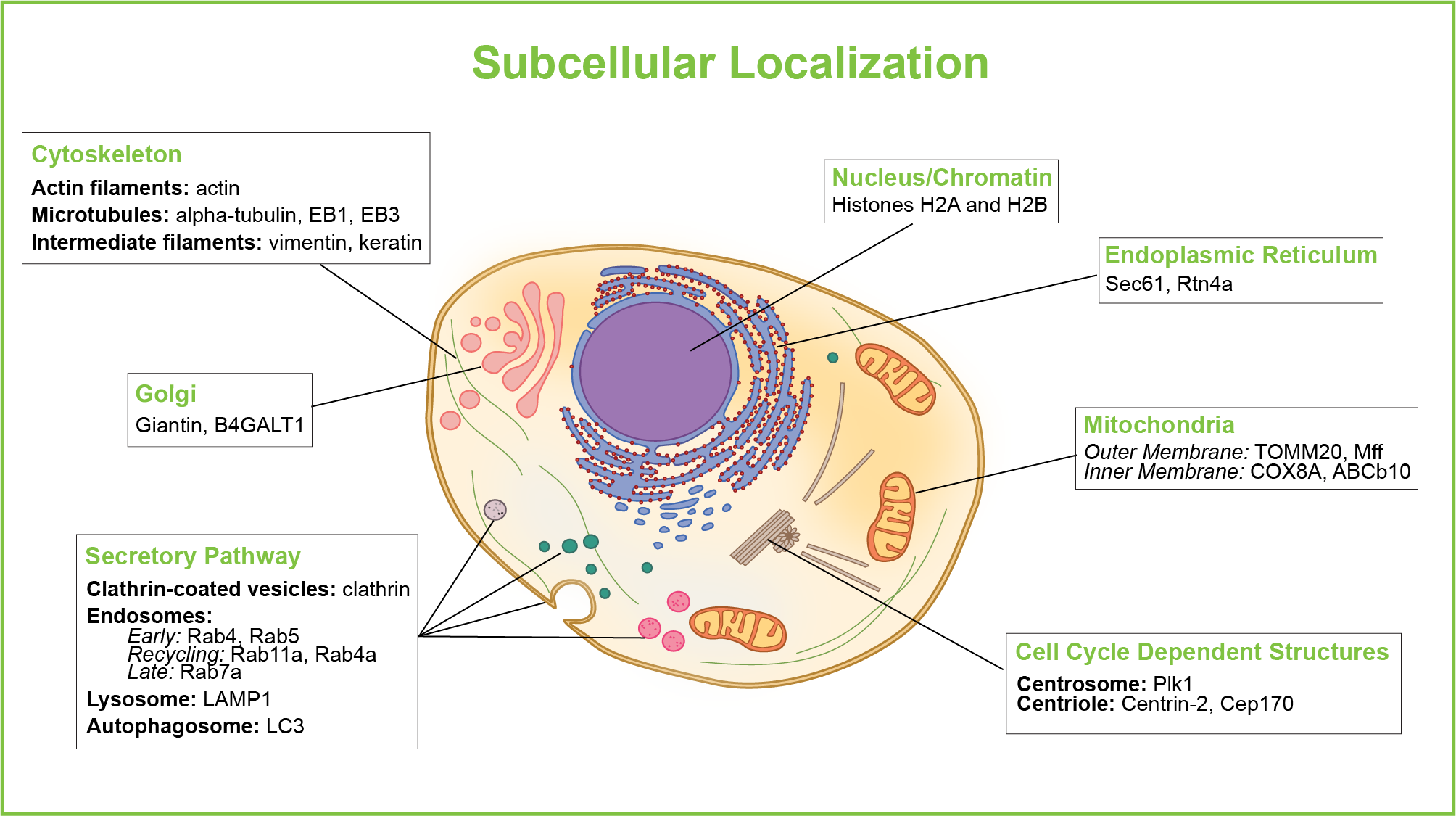 subcellular localization of of specific proteins