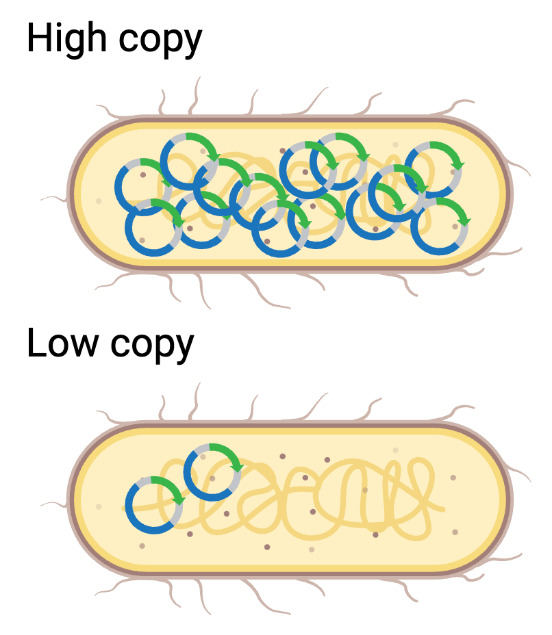 Cartoon depictions of high versus low copy plasmid. Two bacteria cells are shown. The top contains a high copy plasmid, with 14 plasmids in the cell. The bottom contains a low copy plasmid, with two plasmids in the cell.