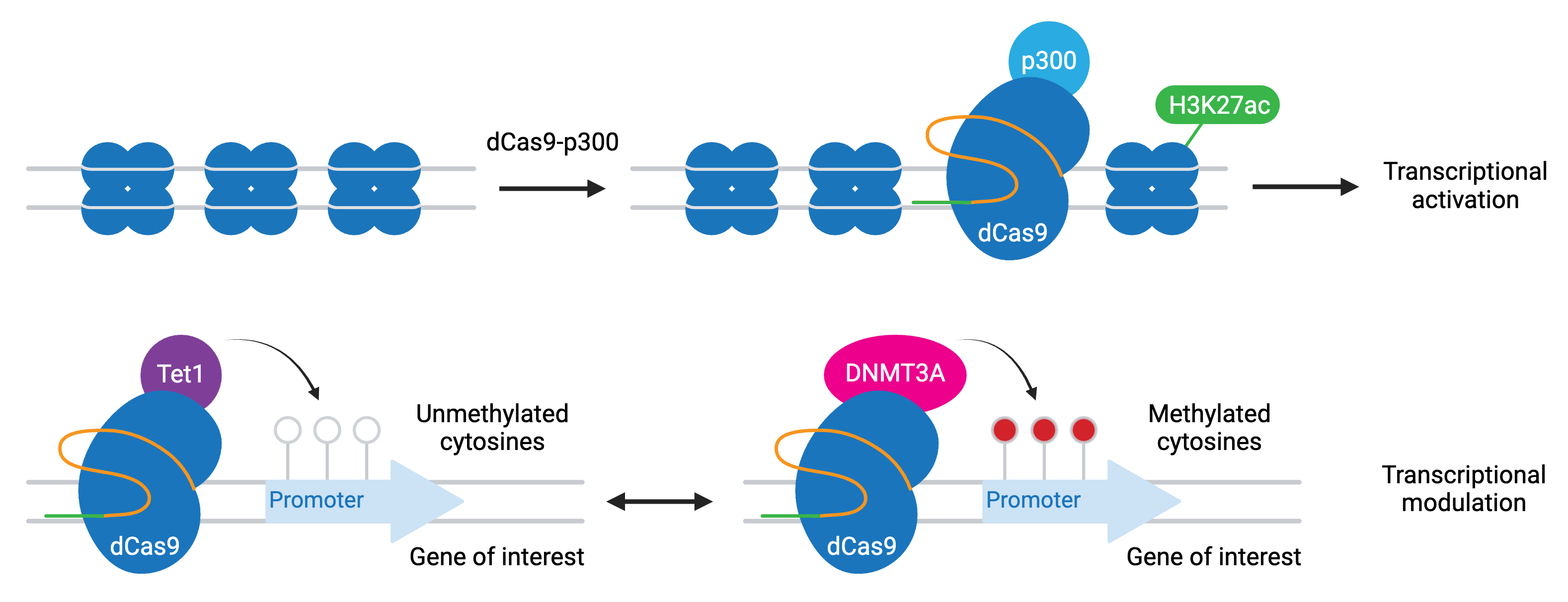 Schematic showing examples of CRISPR epigenetic modifications. dCas9 fused to p300 acetylates H3K27 to drive transcriptional activation. dCas9 fused to Tet1 demethylates cytosines in a gene's promoter, while dCas9 fused to DNMT3A methylates cytosines in a gene's promoter, with opposite effects on transcriptional modulation.