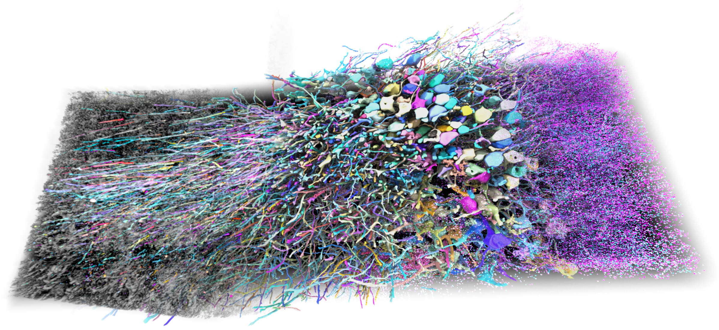 A 3D rendering of a network of neurons from a rectangular volume. Each neuron is filled with a slightly different color, making each cell body and its projections distinct from its neighbors.