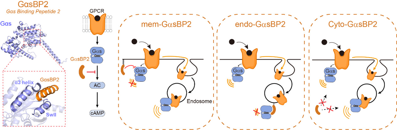 Structure of Gαs binding peptide 2 (GαsBP2) binding the α3 helix and SwII of Gαs. To the right a schematic of Gαs signaling modulation shows the plasma membrane with transmembrane protein GPCR binding its ligand. This leads to active Gαs. When GαsBP2 inhibits active Gαs, AC leads to cAMP. To the right are three additional schematics of mem-GαsBP2, endo-GαsBP2, and cyto-GαsBP2. The mem-GαsBP2 inhibits Gαs at the membrane but not in the endosome. The endo-GαsBP2 inhibits Gαs in the endosome but not the plasma membrane. The Cyto-GαsBP2 inhibits Gαs at the membrane and in the endosome. 