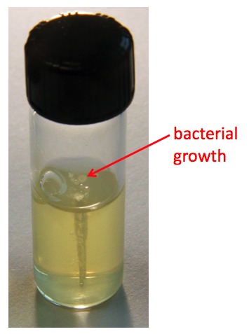 Image shows a transparent black-capped tube with gellified yellow media and bacteria growing in the center.
