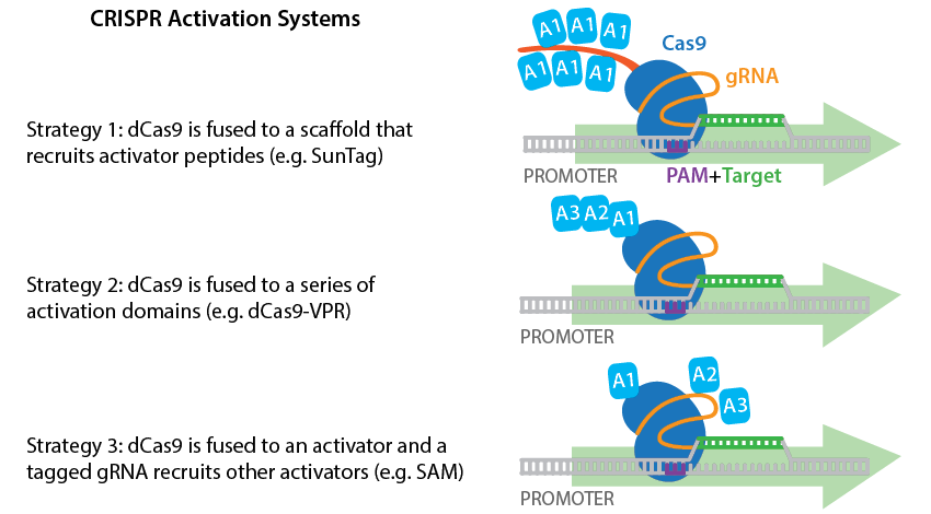 Image shows three strategies for CRISPR activation. Strategy 1: dCas9 is fused to a scaffold that recruits activator peptides (e.g., SunTag). This is depicted by a Cas9 fused to an epitope with six activator proteins. Fusion is bound to the target at the PAM, directed by a gRNA. Target is located in a promoter region. Strategy 2: dCas9 is fused to a series of activation domains (e.g., dCas9-VPR). This is depicted by Cas9 fused to three activation domains (A1, A2, and A3). Cas9 fusion complex is bound to a target region located in a promoter, directed by a gRNA. Strategy three: dCas9 is fused to an activator and a tagged gRNA recruits other activators (e.g., SAM). This is depicted as a Cas9 bound to an activator (A1), and this fusion is bound to a gRNA that is bound to two additional activators (A2, A3). The complex is bound to a target region in a promoter, directed by the gRNA.