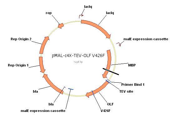 Addgene: pmalc4x_V426F_TEV