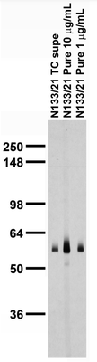 Western Blot image by