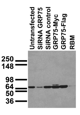 Western Blot image by None