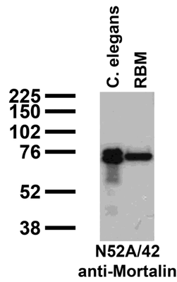 Western Blot image by None