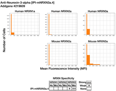 Immunocytochemistry image by Institute for Protein Innovation (IPI)