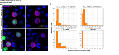 Immunocytochemistry image by Institute for Protein Innovation (IPI)