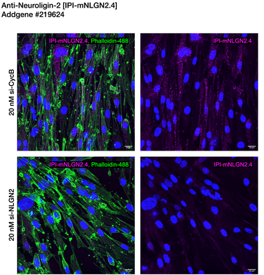 Immunocytochemistry image by Institute for Protein Innovation (IPI)