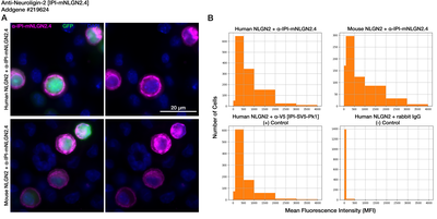 Immunocytochemistry image by Institute for Protein Innovation (IPI)