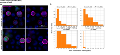 Immunocytochemistry image by Institute for Protein Innovation (IPI)