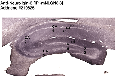 Immunohistochemistry image by NIH NeuroMab