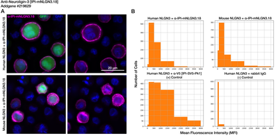Immunocytochemistry image by Institute for Protein Innovation (IPI)