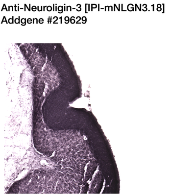 Immunohistochemistry image by NIH NeuroMab