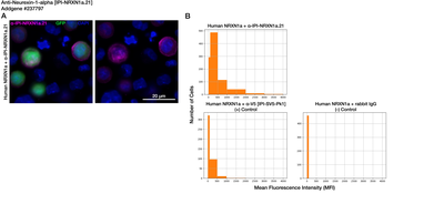 Immunocytochemistry image by Institute for Protein Innovation (IPI)