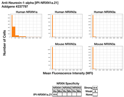 Immunocytochemistry image by Institute for Protein Innovation (IPI)