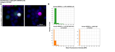 Immunocytochemistry image by Institute for Protein Innovation (IPI)
