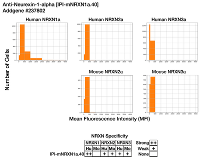 Immunocytochemistry image by Institute for Protein Innovation (IPI)