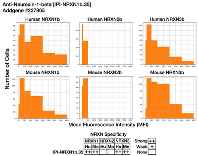 Immunocytochemistry image by Institute for Protein Innovation (IPI)