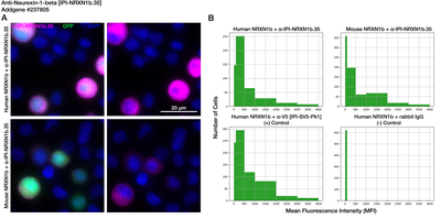 Immunocytochemistry image by Institute for Protein Innovation (IPI)