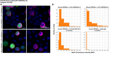 Immunocytochemistry image by Institute for Protein Innovation (IPI)