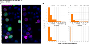 Immunocytochemistry image by Institute for Protein Innovation (IPI)