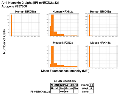 Immunocytochemistry image by Institute for Protein Innovation (IPI)