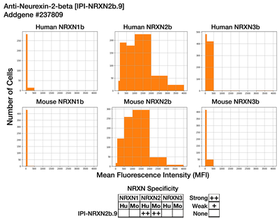 Immunocytochemistry image by Institute for Protein Innovation (IPI)