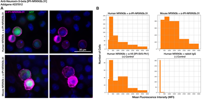 Immunocytochemistry image by Institute for Protein Innovation (IPI)