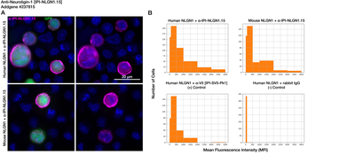 Immunocytochemistry image by Institute for Protein Innovation (IPI)
