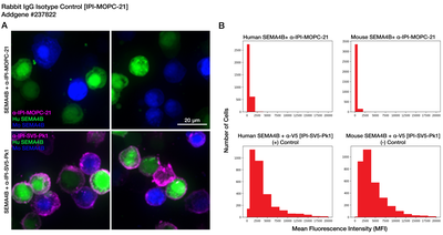 Immunocytochemistry image by Institute for Protein Innovation (IPI)