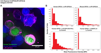 Immunocytochemistry image by Institute for Protein Innovation (IPI)