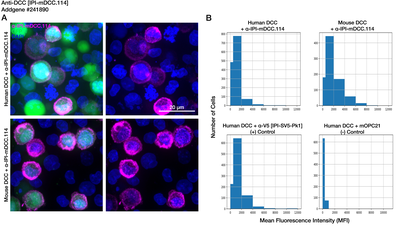 Immunocytochemistry image by Institute for Protein Innovation (IPI)