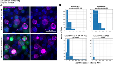 Immunocytochemistry image by Institute for Protein Innovation (IPI)