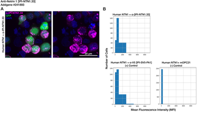 Immunocytochemistry image by Institute for Protein Innovation (IPI)